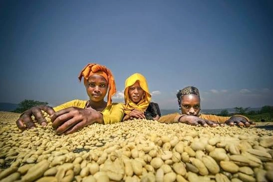 Ethiopian farmers sorting freshly harvested coffee cherries, birthplace of Coffea arabica